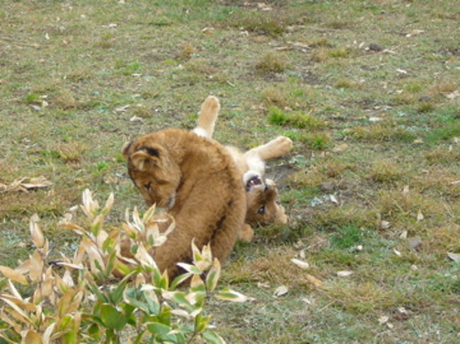 これより「ふれあいゾーン」です。<br />ライオンの赤ちゃんがいました。15：30までは抱っこタイムがあるんです。間に合わなかった（泣）。でも見れただけでもラッキーだと思う事にしました。