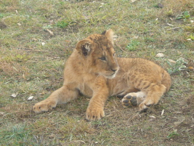 話によると、ライオンの赤ちゃんって臭いんですって！