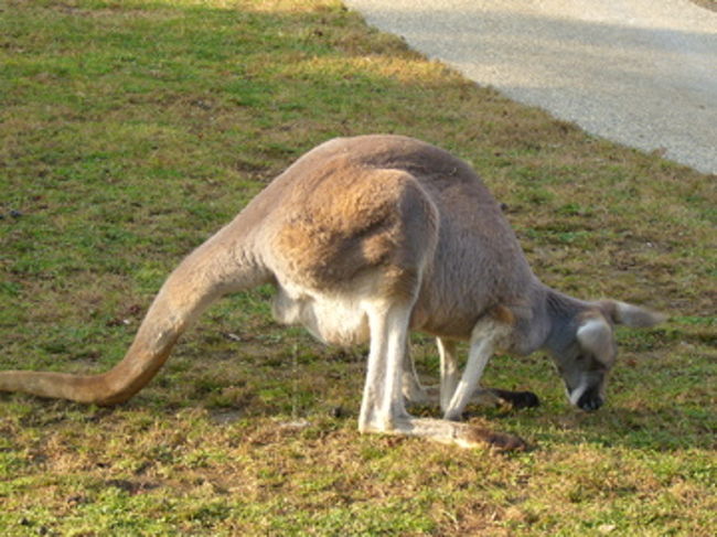 カンガルーは普通に公園に解放されていて、触ったり出来るんです。