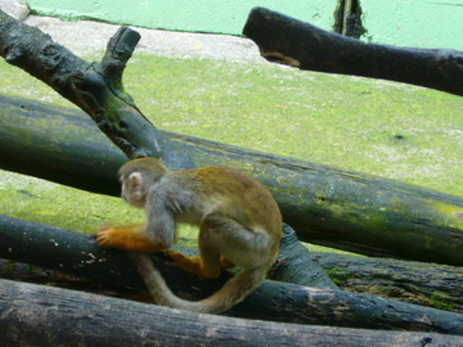 リスザルを撮っていたら、横から別のがやってきてイタズラされました。危うくカメラ落としそうになりました。