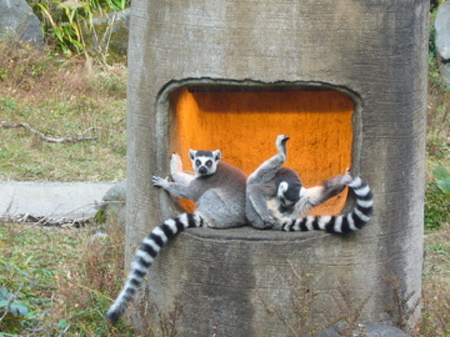 ワオキツネザルです。尻尾のしま模様が印象的！