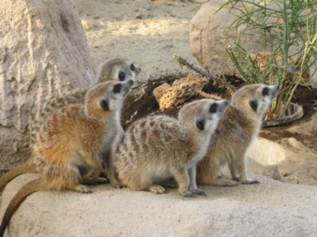 ミーアキャットは別ページを作ったので、こちらをどうぞ。<br />http://4travel.jp/traveler/ralphin_2006/album/10103665/