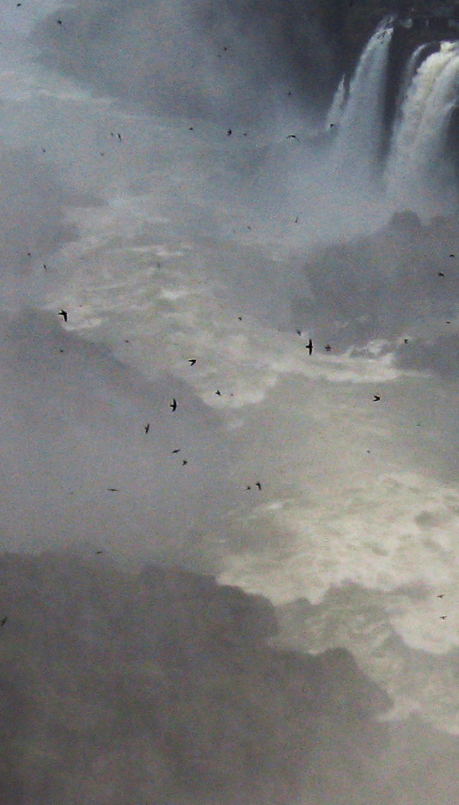 ツバメです。<br />何十羽ものイワツバメです。<br />南米にも滝にはイワツバメがいるのですね。<br />そういえば、国立公園のマークにもツバメが入っていました。<br /><br />午後遅く、再度訪問したときには、もういませんでした。