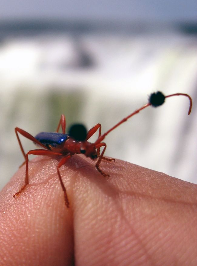 悪魔の喉笛で見つけた、メタリックブルーの羽と、触角にぼんぼんを付けた昆虫です。<br />イワツベメはこれを追いかけていたのでしょうか。<br />この昆虫は向こうから私の服にきて、こうやって指の乗せても逃げずに暫く居てくれました。