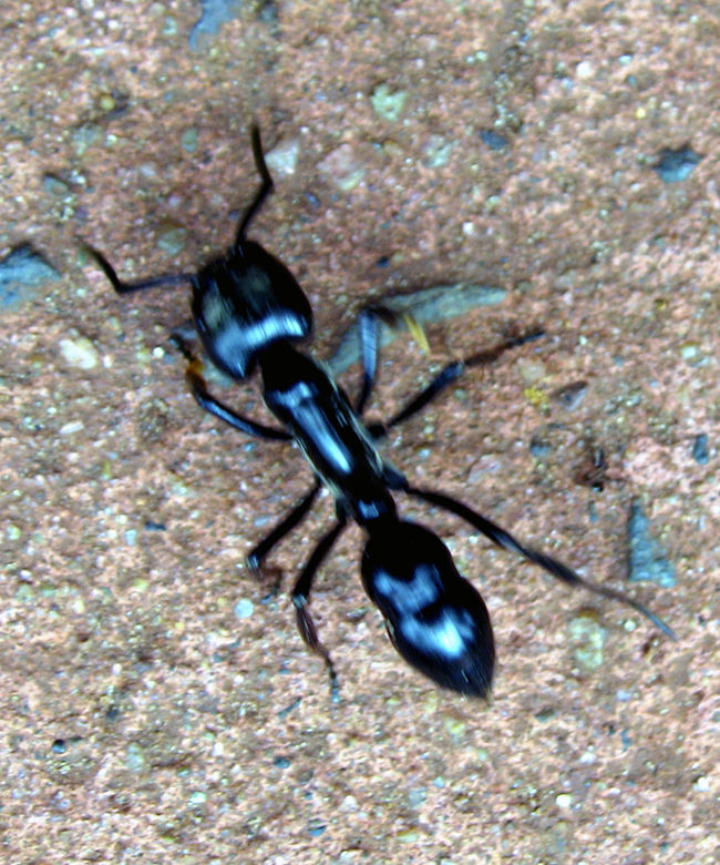 そしてこちらは、やはりメタリックカラーの蟻。<br />２cmはあろうという大きな蟻です。