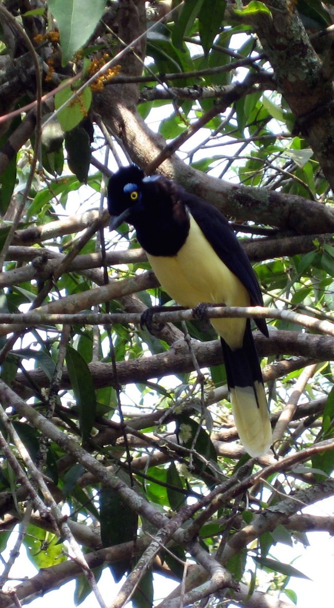悪魔の喉笛への遊歩道で見つけた鳥です<br />ギャー、ギャーって鳴いていました。<br />暫く楽しませてくれました。