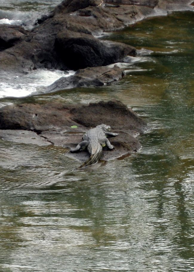 そして、こちらは同じく遊歩道で見つけたワニ<br />朝見つけて、夕方遅く行ったときも同じ所に居ました。本物？