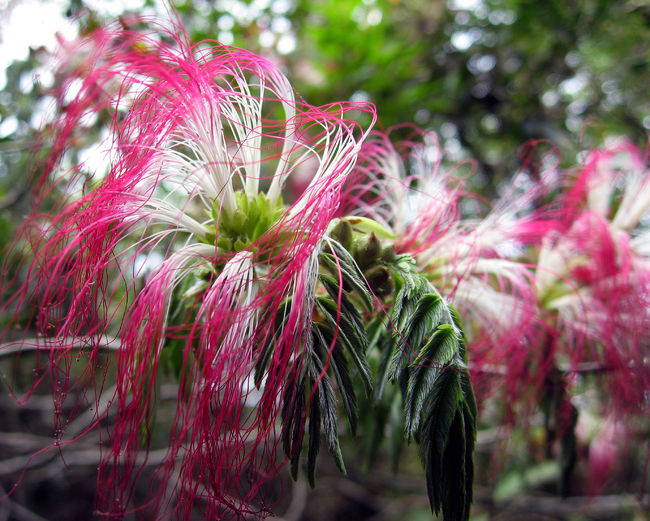 公園内で見つけた花