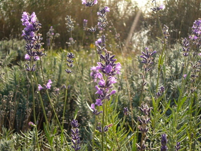 まだ元気にラベンダーが咲いています。とっても癒される香りです。