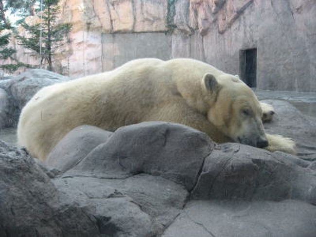 今日は僕眠いの<br />泳ぎはポーラにまかせたよ