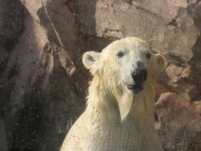 ポーラはおてんば娘<br />子供の持っている風船に興味津々<br />なんとか触ろうとガラス越しにジャンプや背伸びを繰り返します