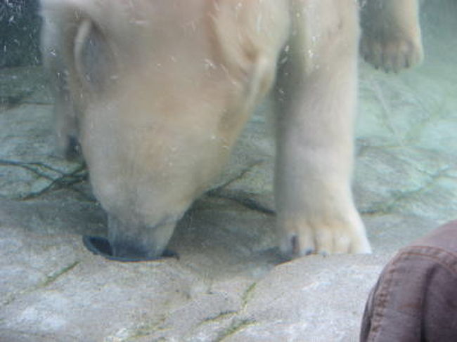 潜って穴に鼻を突っ込んだり<br />泳いだり陸に上がったり飛び込んだりと大忙し