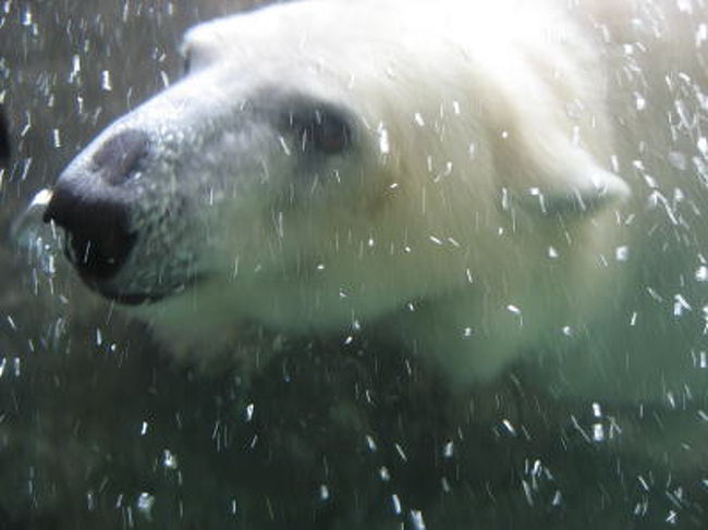 「旭山のイワン君には負けないわよー」