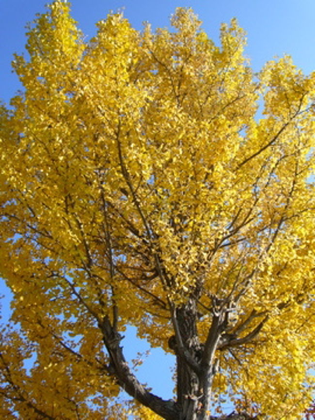 道路を挟んだ所にある小学校のイチョウが綺麗だった。
