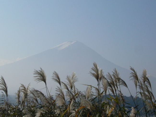 湖畔にはススキも、よく見かけます