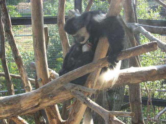 アビシニア・コロブス<br /><br />小さな白い赤ちゃん抱いているのわかりますか？