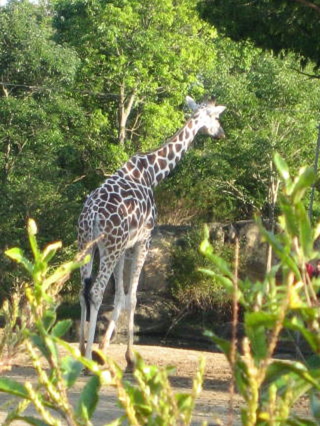 広々していて動物達がゆったり過ごしています