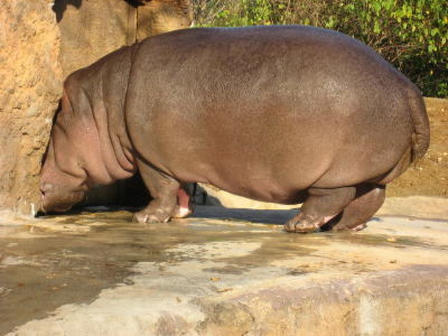 カバは大きめの池があって<br />水中の姿も観察できます<br /><br />痒いのか岩に顔をこすり付けてました