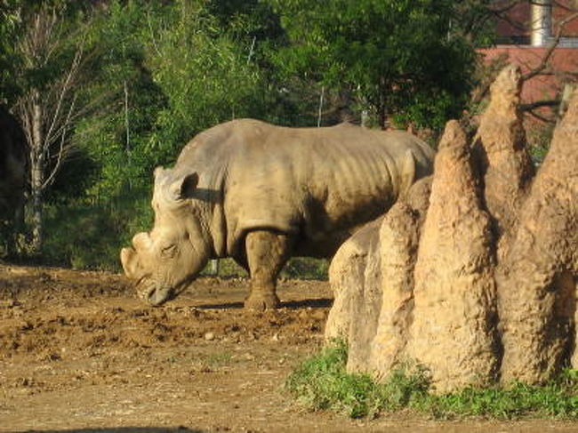 サイは手前の岩と同化してます