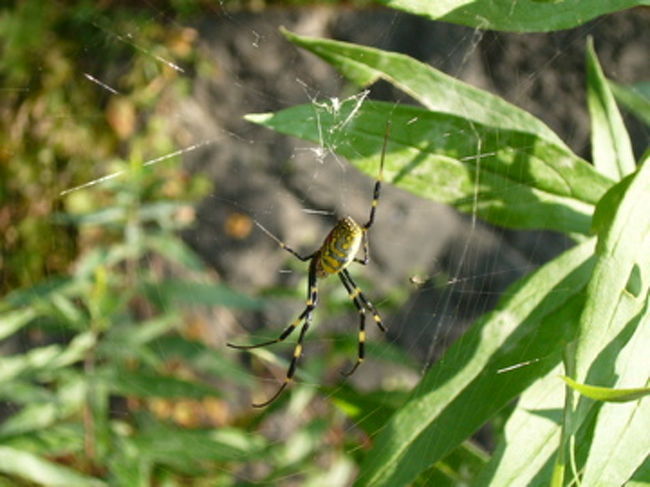 大きなクモを見つけました。この辺はクモの巣も多いので、すぐに引っかかちゃう。