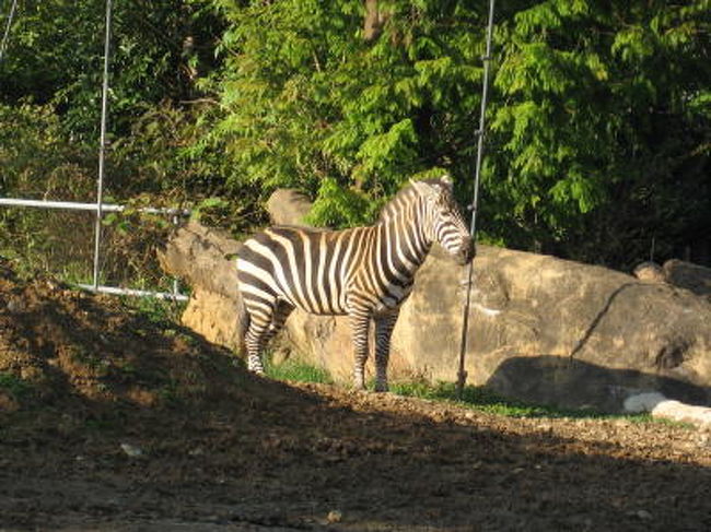 シマウマ<br /><br />まだ子供かな？ずんぐりしてます