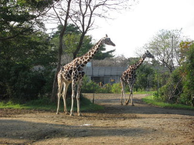 先ほどとは反対側からみたキリン