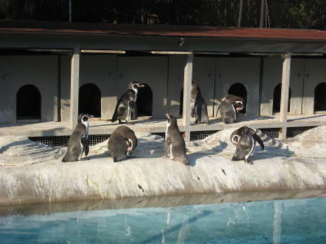 入り口前のペンギン<br /><br />足早に園内を１周して仙台駅に戻ります<br />