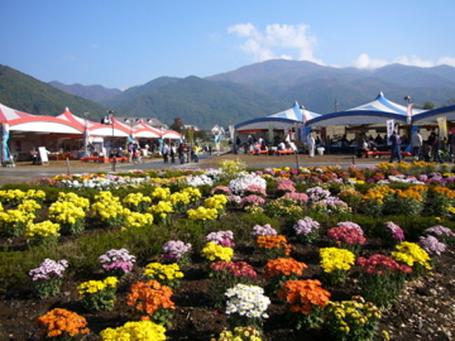 会場周辺のもみじは青かったですが、菊が咲き乱れてました。