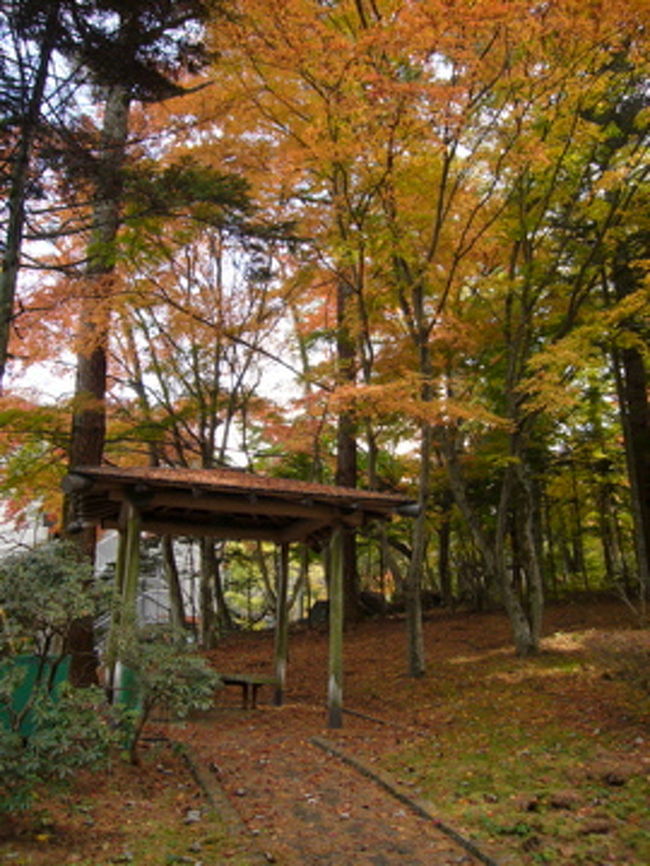 山側へ歩いてみると、いい感じで紅葉している穴場を発見！