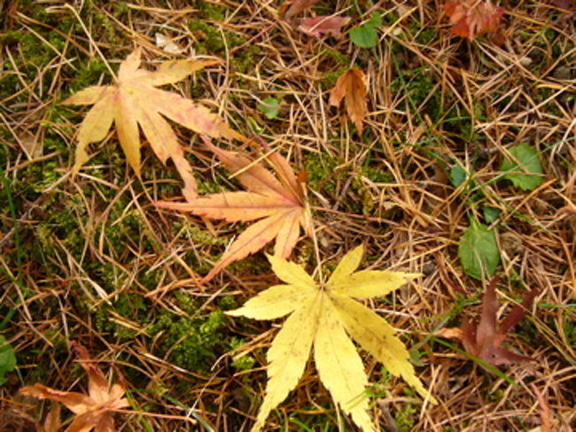 落ち葉も美しいです。