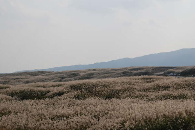 【静岡・富士】<br />山中湖から御殿場まで18Kmの看板が見えたので、静岡を目指す事に。<br />ここは、自衛隊の演習場でススキが数キロ続きます。<br />車を止めて、撮影し始める人々が多くて、ちょっとした写真スポットになっていました。