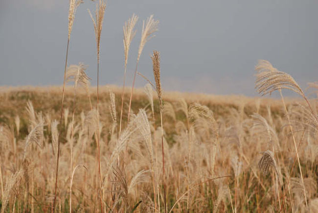 そして「富士サファリ」の標識を発見！私たちは御殿場ではなく、裾野を目指す事になったのです。つづきはサファリパーク編で。<br />http://4travel.jp/traveler/ralphin_2006/album/10103922/
