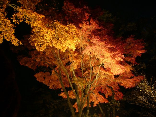 三脚・フラッシュなしで撮ったのでちょっとピンボケですが、雰囲気はわかってもらえるかな〜。