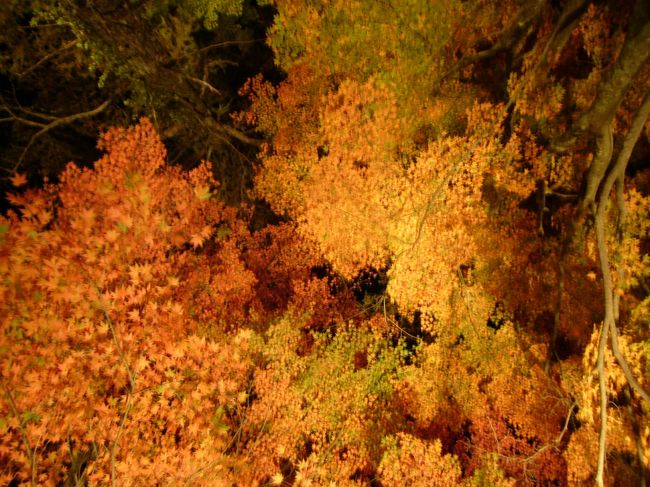 肩にカメラを乗せて、真上を撮ってみるとこんな感じ･･･。<br />さて、そろそろお腹が空いたので、例の店へ行きましょ！