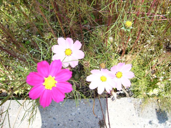 翌朝。<br />宿泊した「東急ハーヴェストクラブ山中湖」は「ホテルマウント富士」の中にあります。<br />まずはホテルの散策路へ。