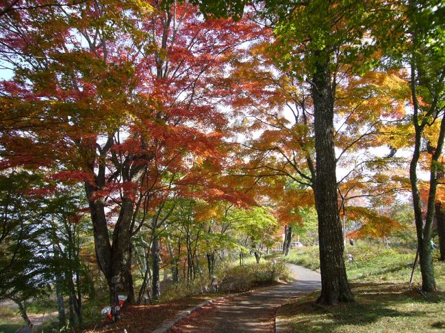 昨晩行った山中湖畔の「紅葉まつり」会場を、もう一度訪ねてみました。