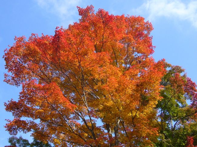 この木が一番、色づいていました。