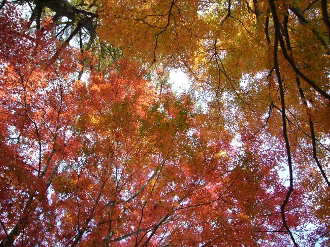 昨日カメラを肩に乗せて写真を撮ったあたりの紅葉です。