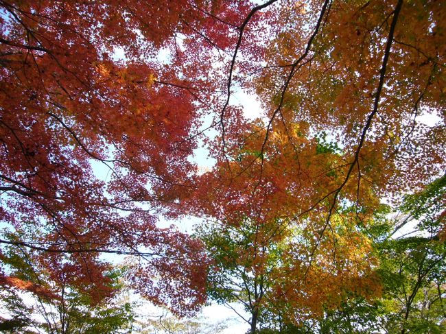 これも同じ付近。<br />赤とオレンジと緑の葉が混ざって、それがまたキレイです。