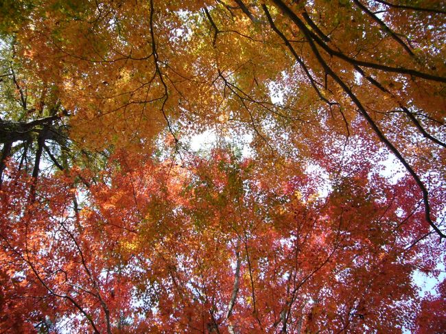 紅葉の天井その３。<br />こんどは赤とオレンジの２層。