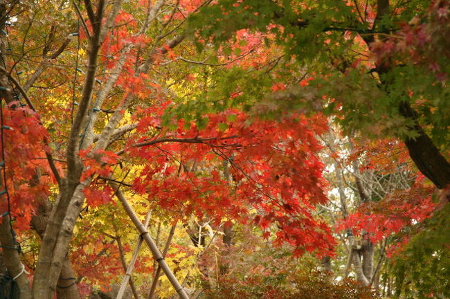 紅葉の備北丘陵公園へドライブ』庄原(広島県)の旅行記・ブログ 紅葉の備北丘陵公園へドライブ』庄原(広島県)の旅行記・ブログ