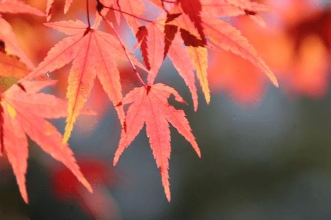 パインズパークにて