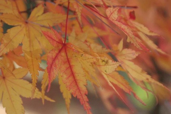 パインズパークにて