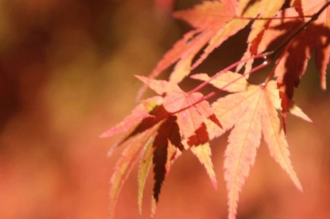 パインズパークにて