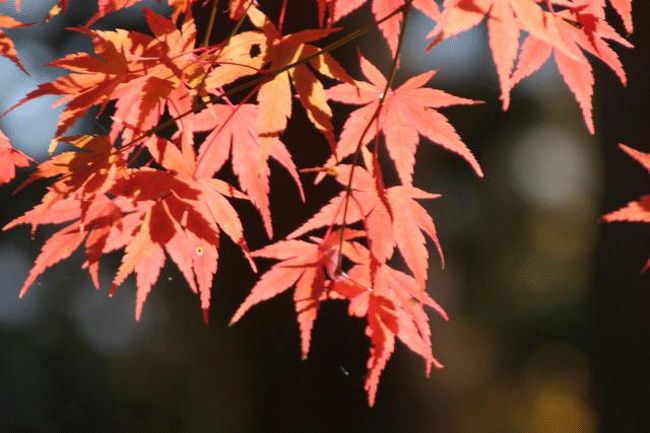 「徳富蘇峰館」前の紅葉です。 