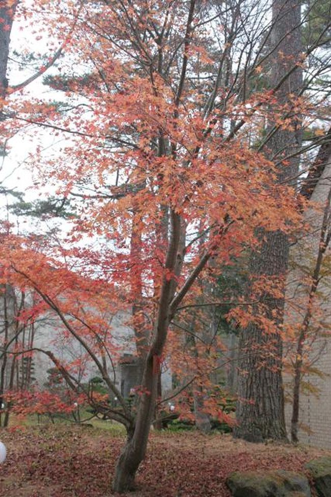 「徳富蘇峰館」前の紅葉です。 