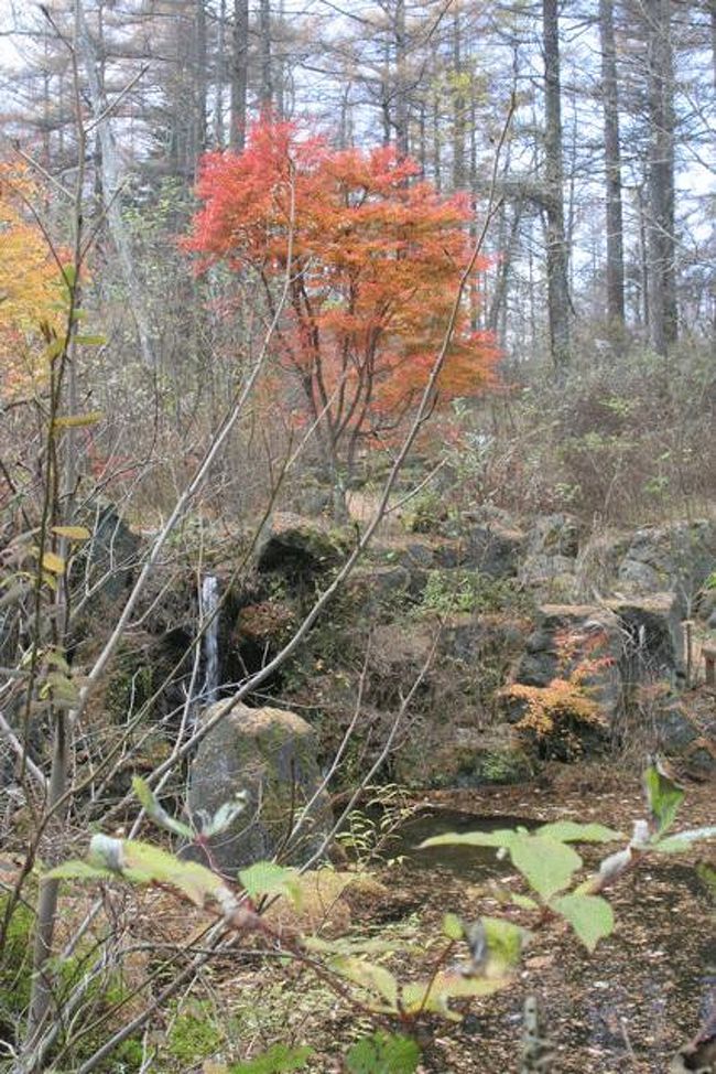 紅葉をご覧下さい。