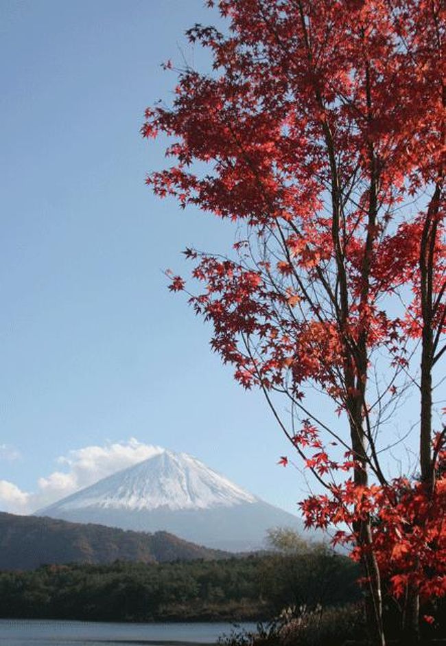 この１本の紅葉にかなりの人数のアマチュアカメラマンが集まっていました。