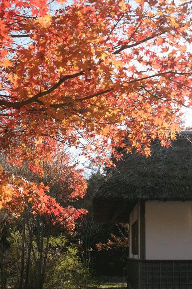 この木が一番奇麗でした。<br />