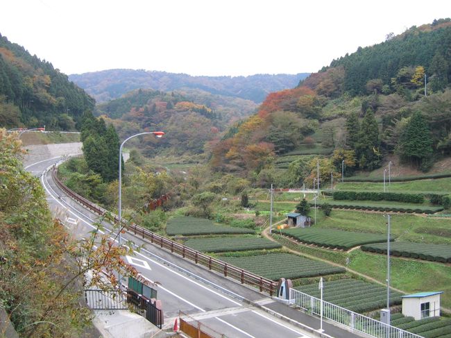 ここからは歩いて峠を目指します。木々が色づいているのが分かります。